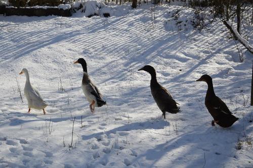 entenmarschimschnee
