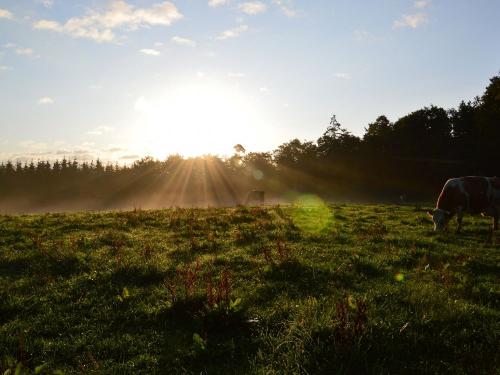 Morgentau