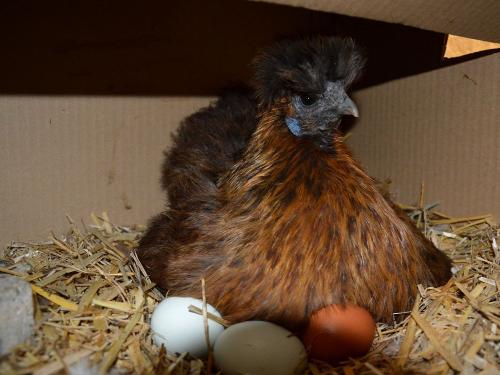 huhn1