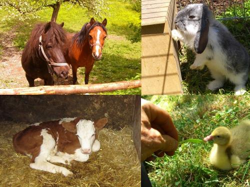 hoftiere1