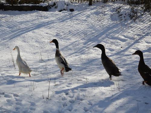entenmarschimschnee