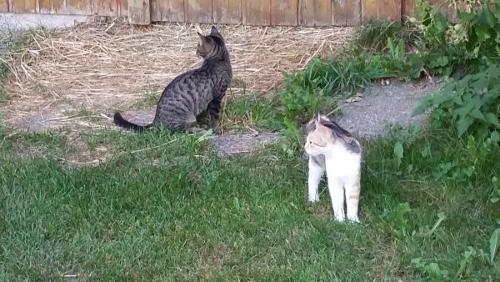 Katzen auf dem Hof