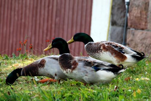 enten