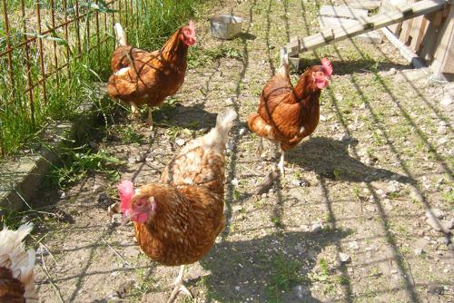 huhn