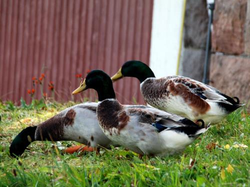 08 Enten