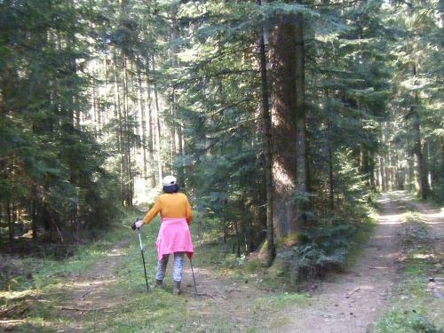 12 Wald