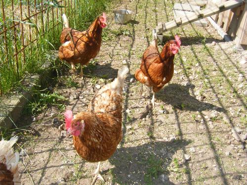 11 Huhn