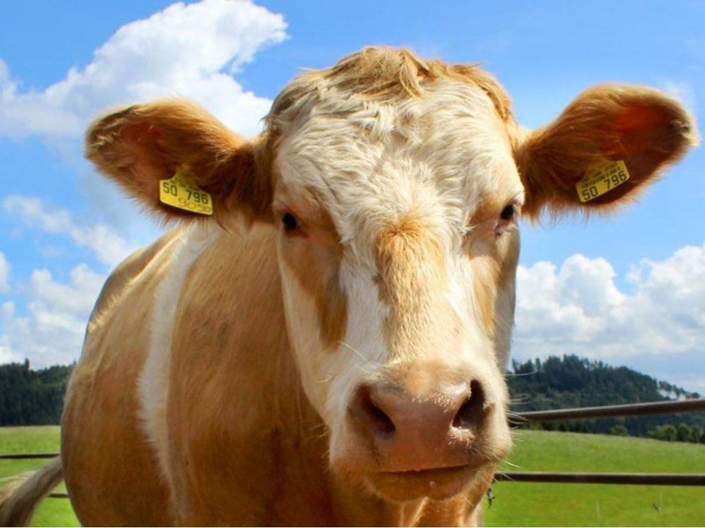 Angus-Rinder
