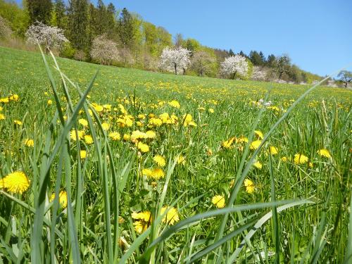frhlingswiese