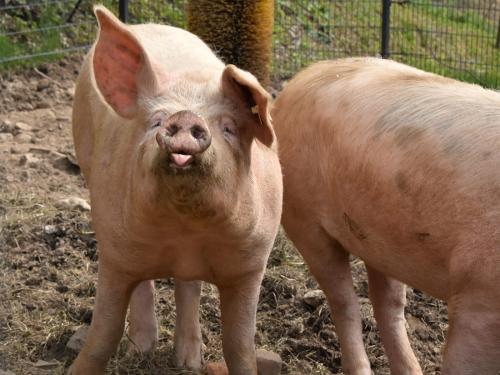 Schweine