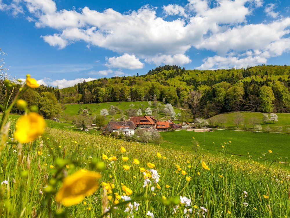 Frühling im Vogelsang