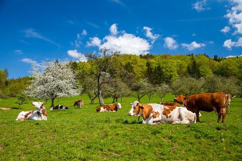 Kühe auf der Frühlingsweide