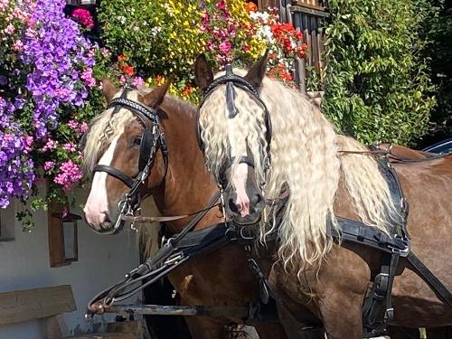 Unsere Schwarzwälder Pferde Maya und Wodan