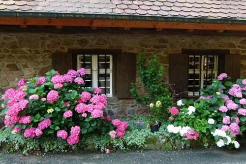 Hortensien am Backhiesli