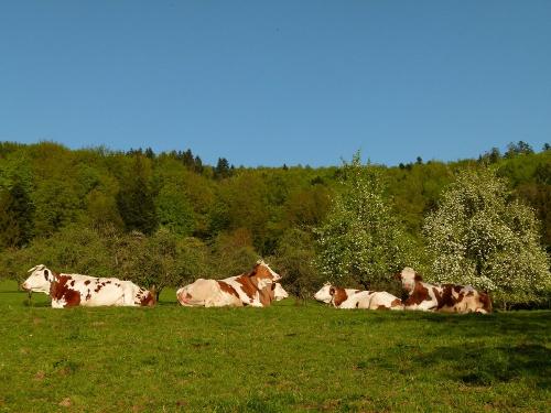 In der Streuobstwiese