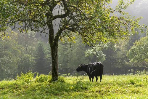 Oberer Schwärzenbachhof