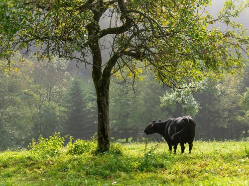 Oberer Schwärzenbachhof
