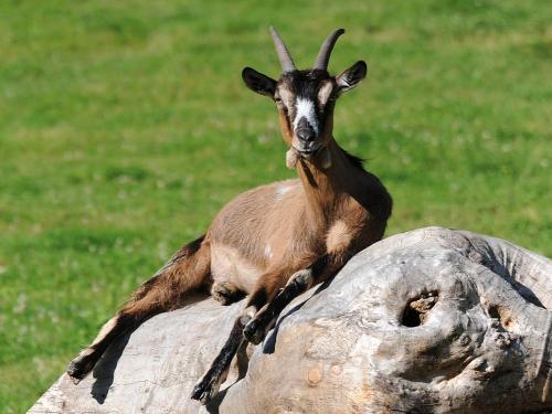 Oberer Schwärzenbachhof