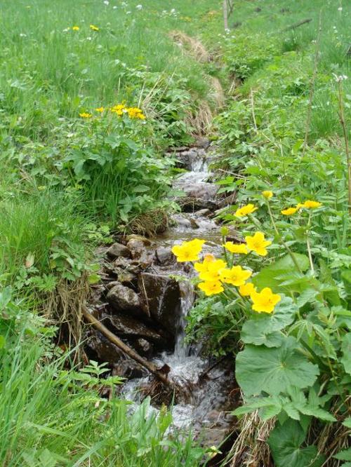 Bachlauf im Frühling