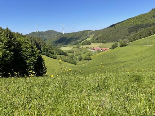 hofbild