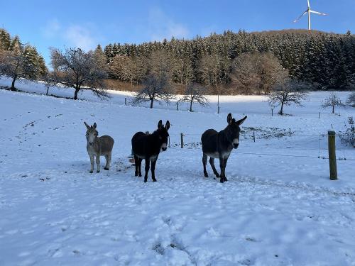 eselimschnee
