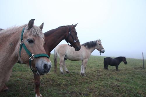 Pferde im Nebel