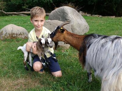 Ziegenmama Lilly schaut nach ihren Kleinen