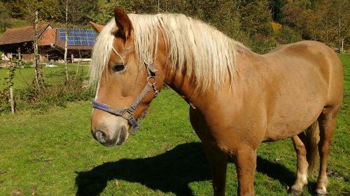 Haflinger Wico