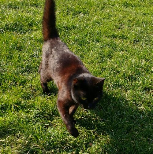Katze Minka