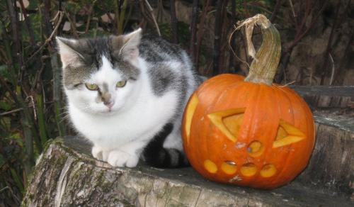 schaurig schöne Halloweenwochen am Schingerhof