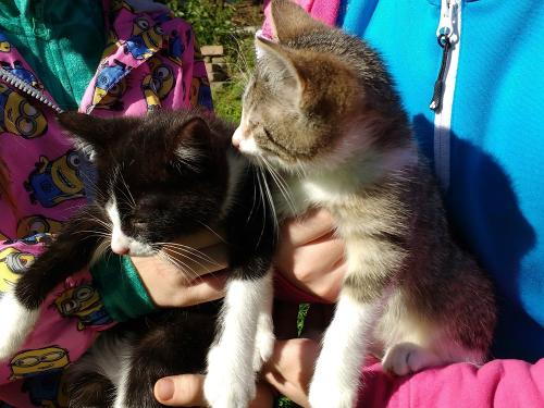 Süß die kleinen Kätzchen