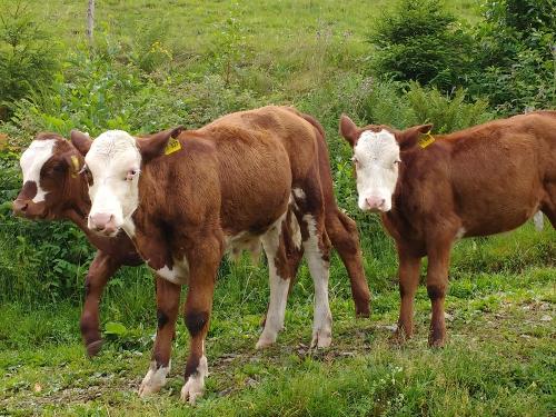 Die kleinen Kälbchen
