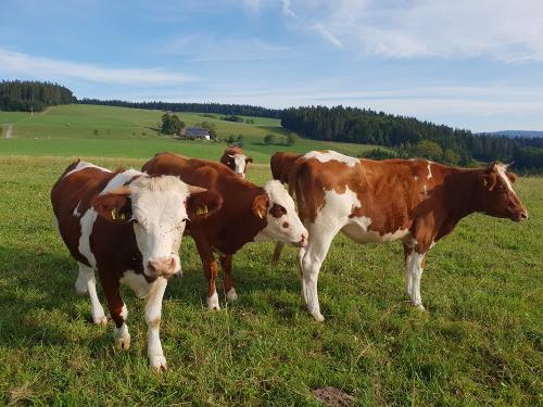 Unsere Rinder