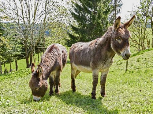Mary-Lou und Jambo