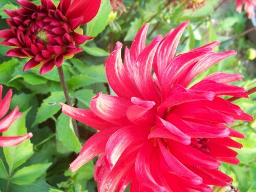 Dahlien