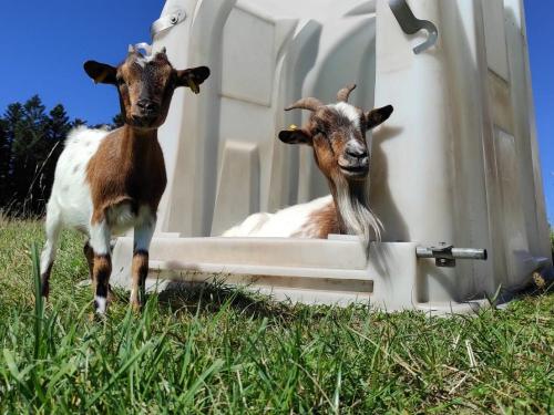 Immer neugierig - unsere Ziegen