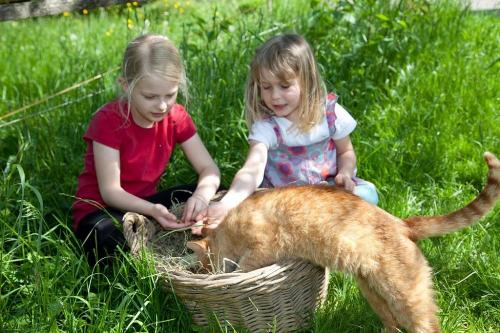 katze_streicheln