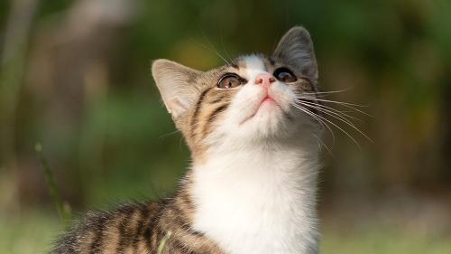 katze