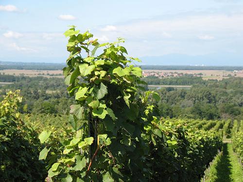 Unsere Weinberge mit Blick ins Elsass