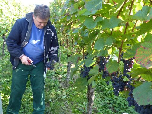 Weinlese