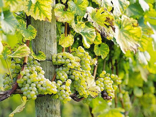 Männlins Weinanbau