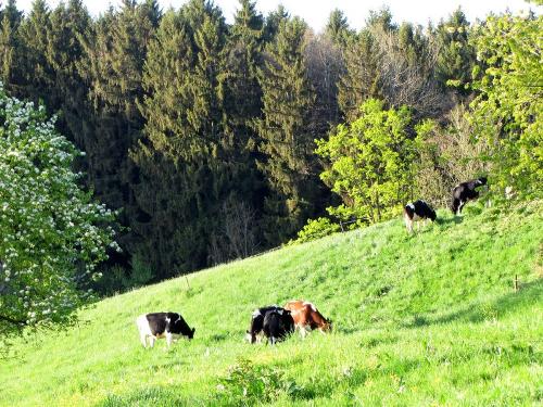 Ferienhof Heiss - Unsere Kühe