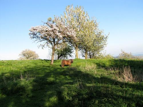 Ferienhof Heiss - Koppel