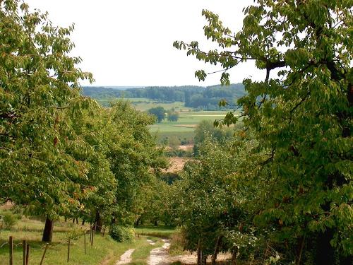Ferienhof Heiss - Blick auf Apfelplantage