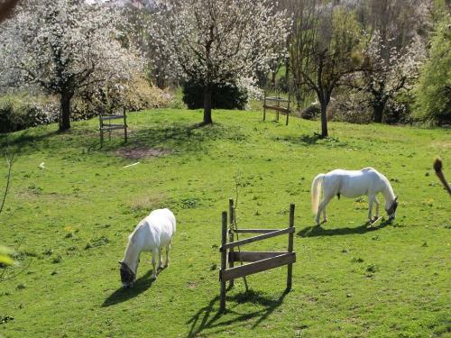 Ferienhof Heiss - ländliche Idylle