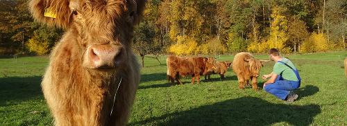 highlander-herde-mit-chris