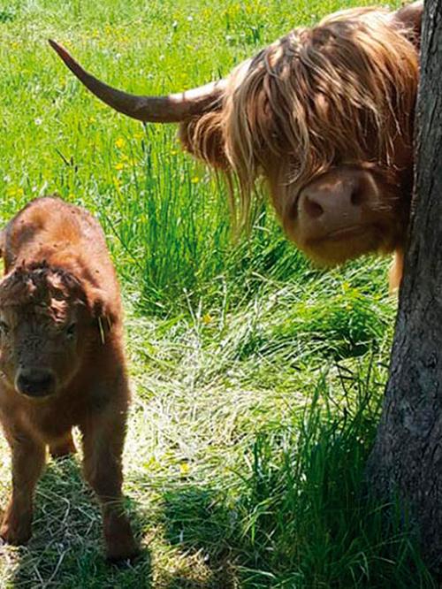 highlander-unter-baum-auf-wiese-mobile