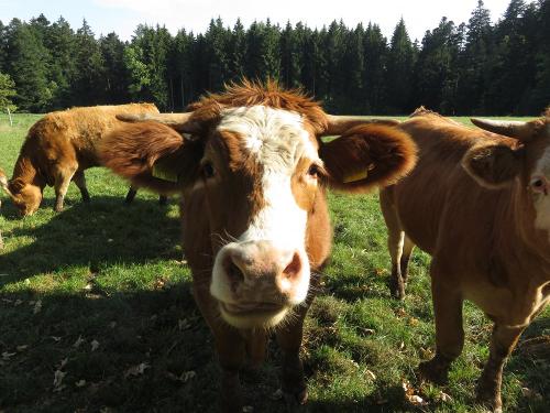 Blick in unsere Mutterkuhherde