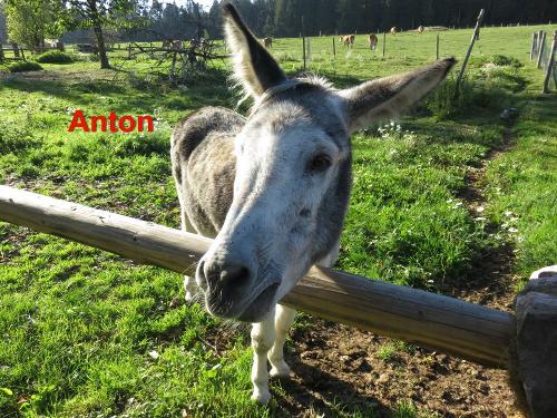 Anton