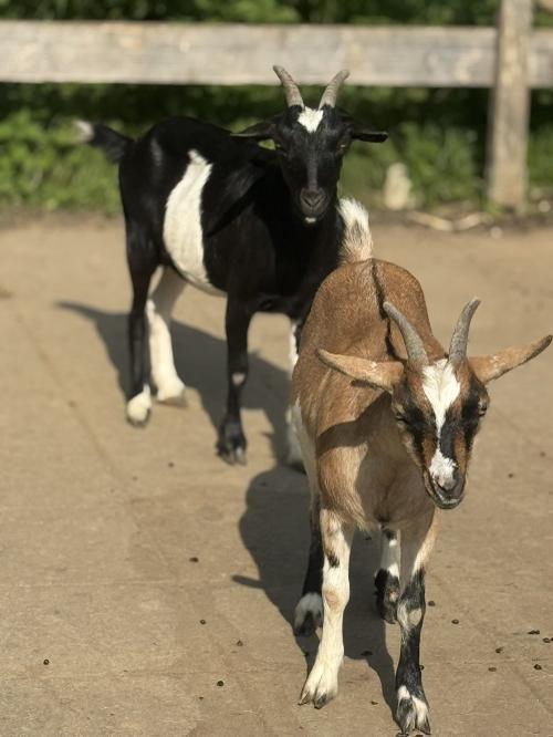Ziegen hautnah erleben